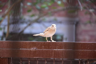 Bird perching on railing against wall