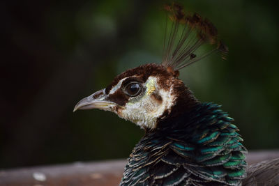 Close-up of peacock looking away