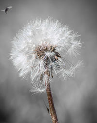 Close-up of dandelion flower