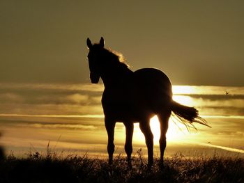 Silhouette horse standing on field against sky during sunset