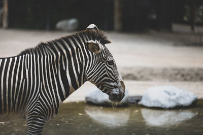 Bored zebra