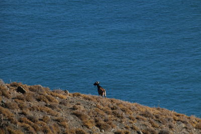Goat standing on rock at sea shore