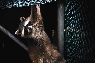 Portrait of raccoon on chainlink at night