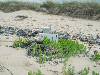 Close-up of plants on sand