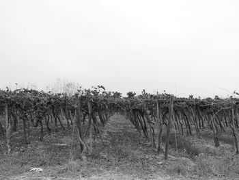 Plants growing on field against clear sky