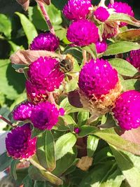 Close-up of fresh pink flowers in bloom