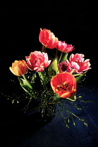 Close-up of pink roses in vase against black background