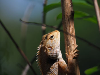 Close-up of lizard