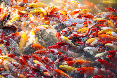 View of koi carps swimming in sea