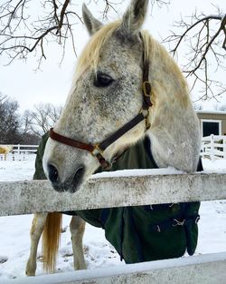 Horse standing by fence on snow covered field