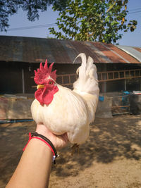 domestic animals
