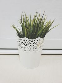 Close-up of potted plant on window sill