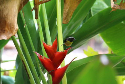 Close-up of insect on red flower