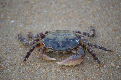 Close-up of crab on sandy beach