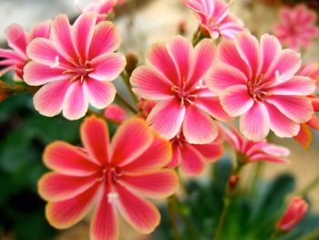 Close-up of pink flowers
