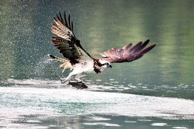 Bird flying over lake