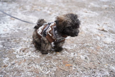 Close-up of black dog