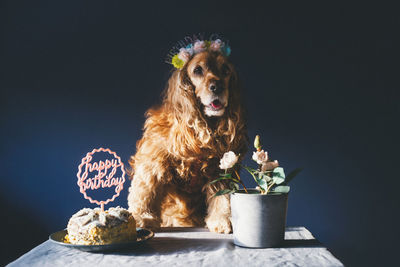 Close-up of dog sitting on table,cocker spaniel dog celebraiting his birthday