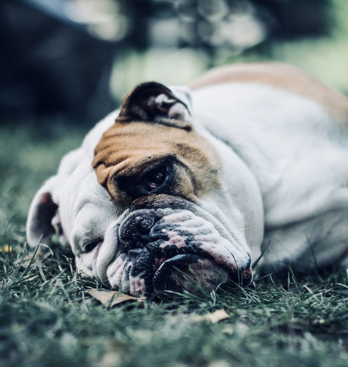 CLOSE-UP OF DOG LYING DOWN ON FIELD