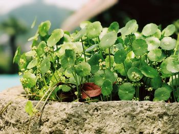 Close-up of fresh green plant