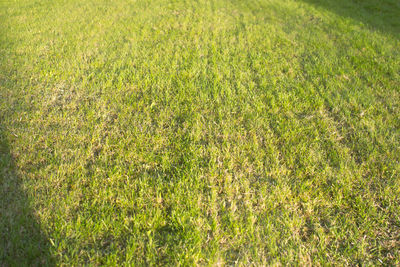 Full frame shot of grassy field