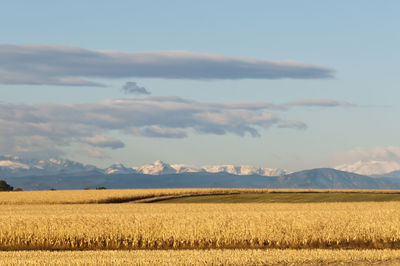 Scenic view of field against sky