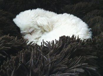 Close-up of white cat