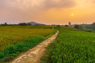 Scenic view of field against sky during sunset