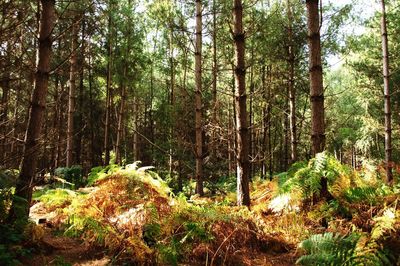 Trees in forest