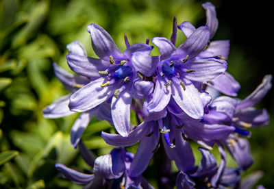 Close-up of purple flowering plant