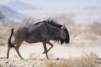 Side view of horse on land