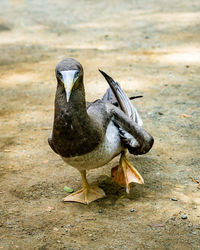 Close-up of a bird