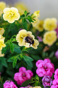 Close-up of bee pollinating on yellow flower