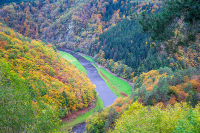 Scenic view of forest during autumn