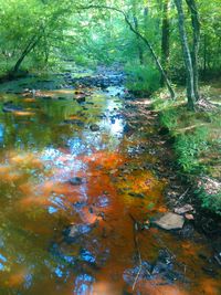 Reflection of trees in river