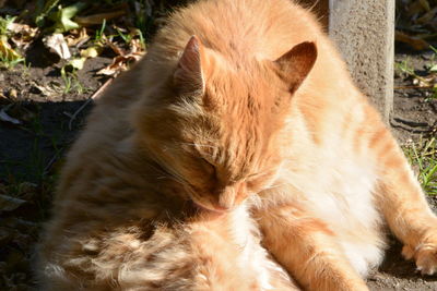 Close-up of a cat lying on field