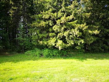 Trees in forest