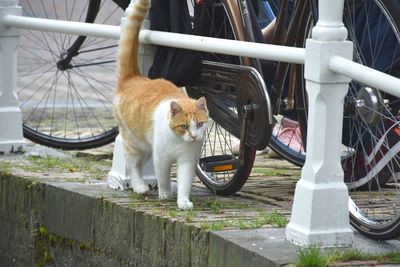 Cat sitting on bicycle