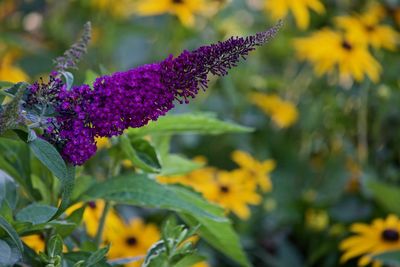 Close-up of purple flowering plant