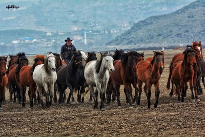 group of animals