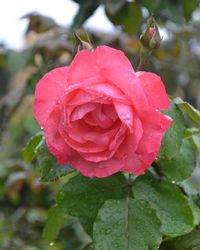 Close-up of wet pink rose blooming outdoors