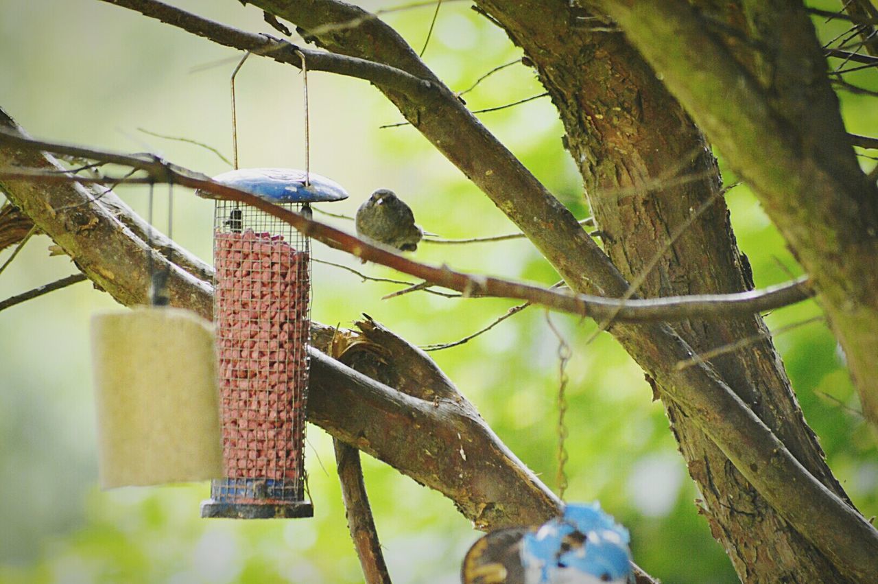 Being spotted by little bird.