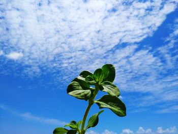 Low angle view of flowering plant against blue sky