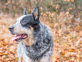 Smart working breed dog playing in the leaves. real friend. young blue heeler dog 