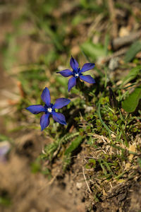 Close-up of purple flowering plant on field