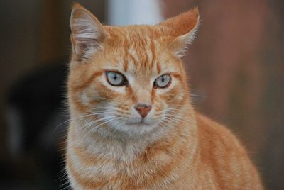 Close-up portrait of a cat