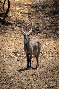 Male common waterbuck stands on stony ground