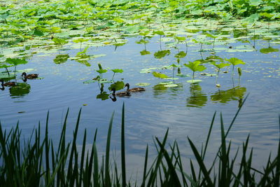 View of lotus water lily in lake