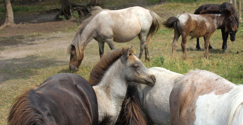Horses in a field