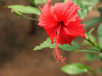 Close-up of red hibiscus flower